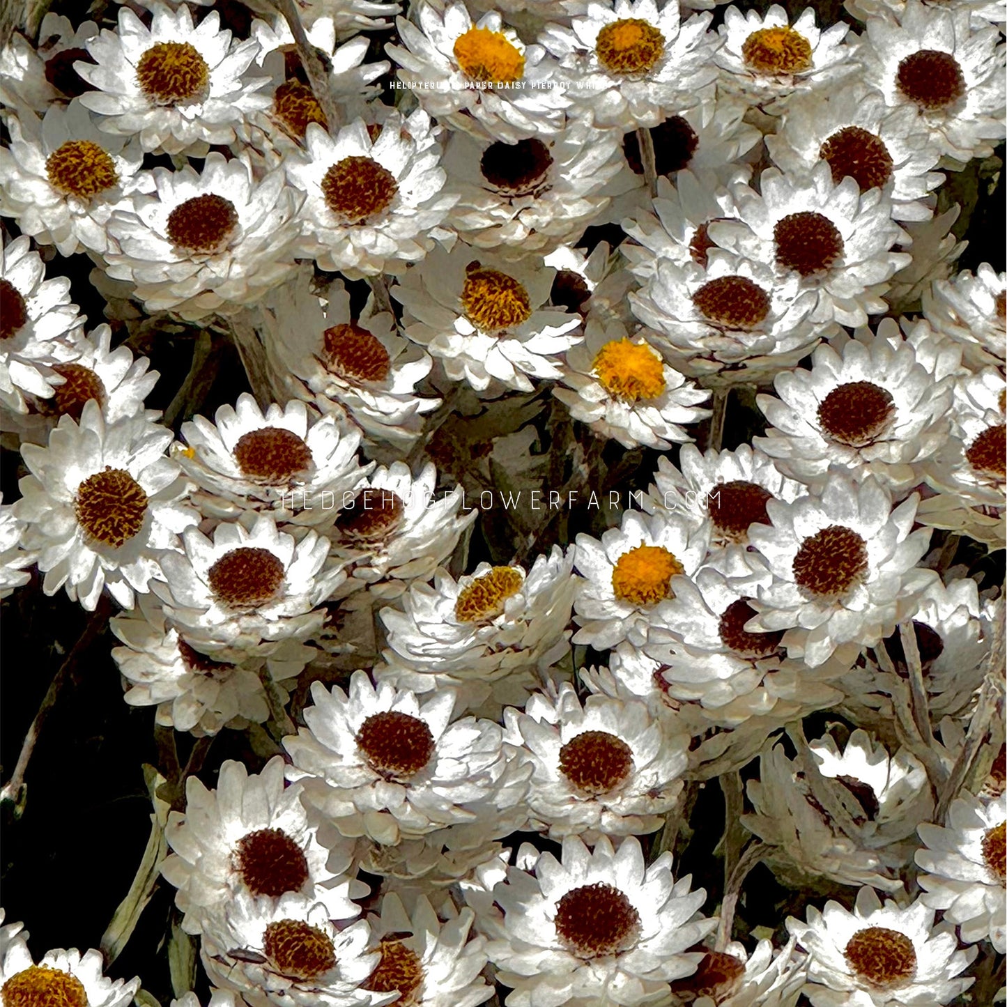 Photo of a bunch of Helipterum Pierrot White blooms clustered together showing layers of skinny white pointed petals around yellow and brown centers.