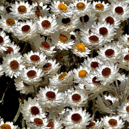 Photo of a bunch of Helipterum Pierrot White blooms clustered together showing layers of skinny white pointed petals around yellow and brown centers.