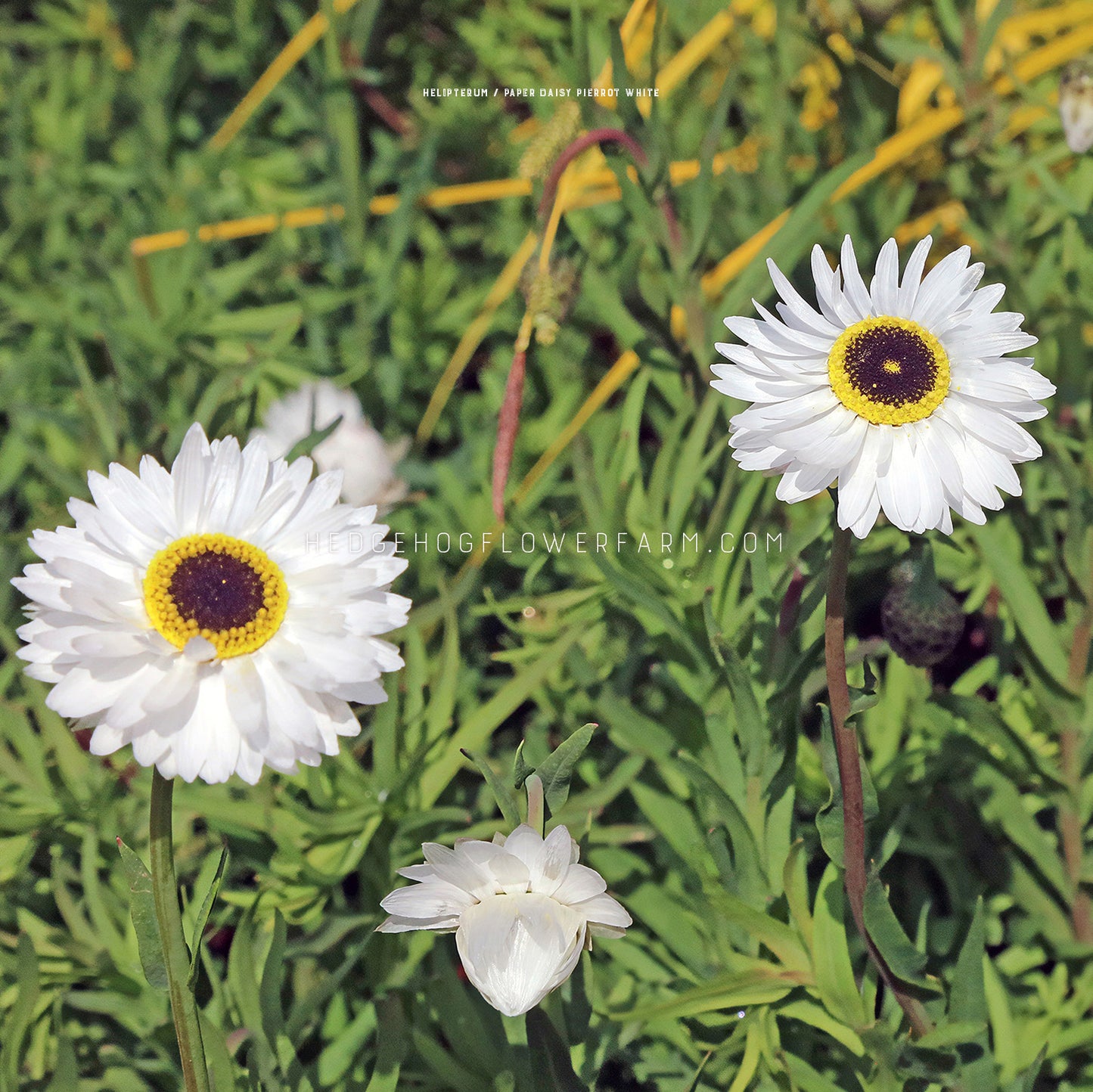 Photo of Helipterum Pierrot White blooms in the garden showing two main blooms with skinny white pointed petals surrounding a yellow and brown center. Background is thin green leaves. 
