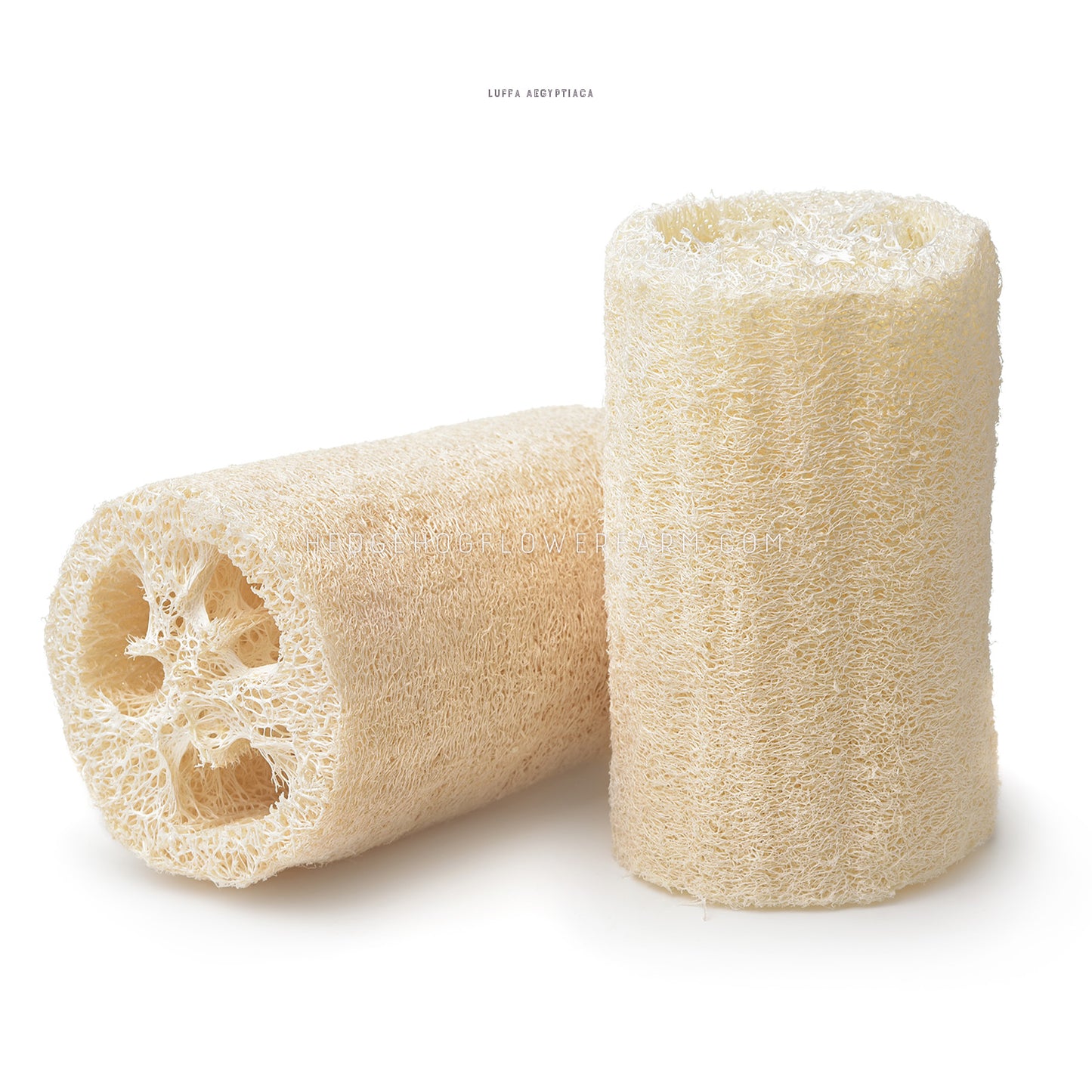Photo of a luffa sponge cut in half showing two cylindrical beige luffas with the left one laid down to show its inner form and the right one standing to see the outside. The look textural and sponge like. Background is white. 