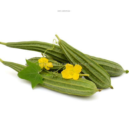 Green luffas laid down on their side showing ridged, textural gourds with a vine still attached to one showing a three pointed green leaf and two yellow flowers in bloom. Background is white. 