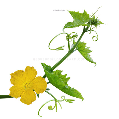 Photo of a Luffa vine showing a yellow flower on green vining stem with leaves and tendrils against a white background