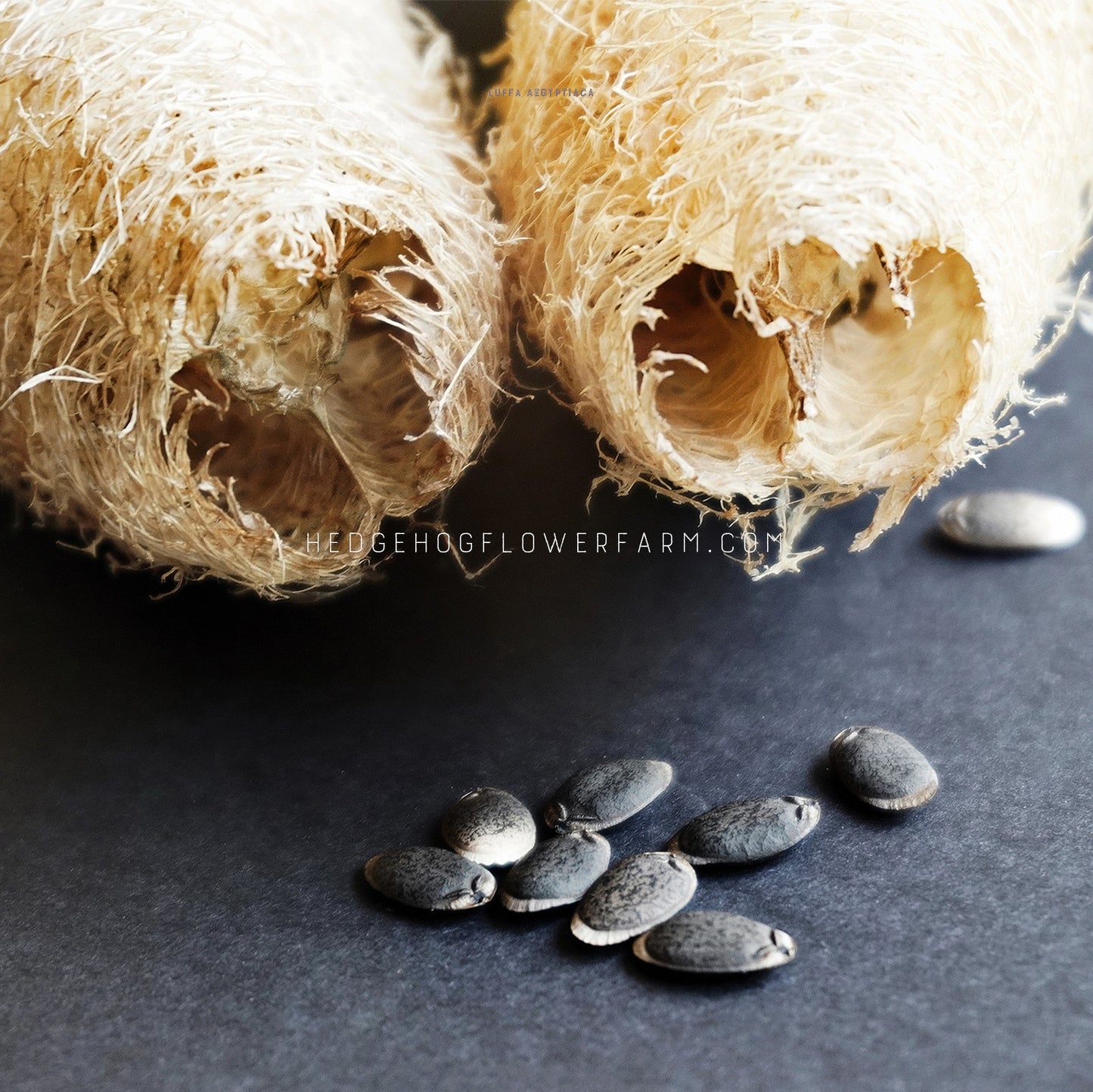 Photo of nine Luffa seeds scattered on a dark surface with two exposed natural luffa sponges in the top background.