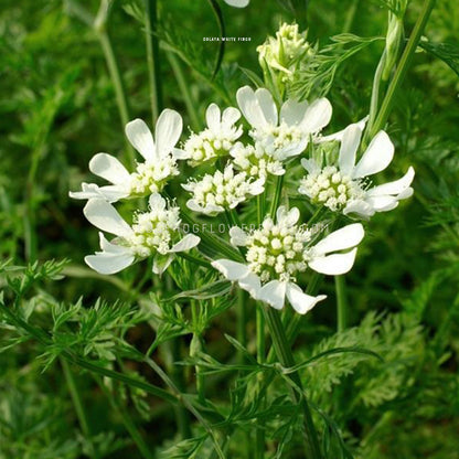 Photo of Orlaya White Finch blooming in the garden showing an umbel of tiny white flowers with smooth white long petals surrounding each flower cluster a top skinny green stems. Background is a garden of green foliage. 