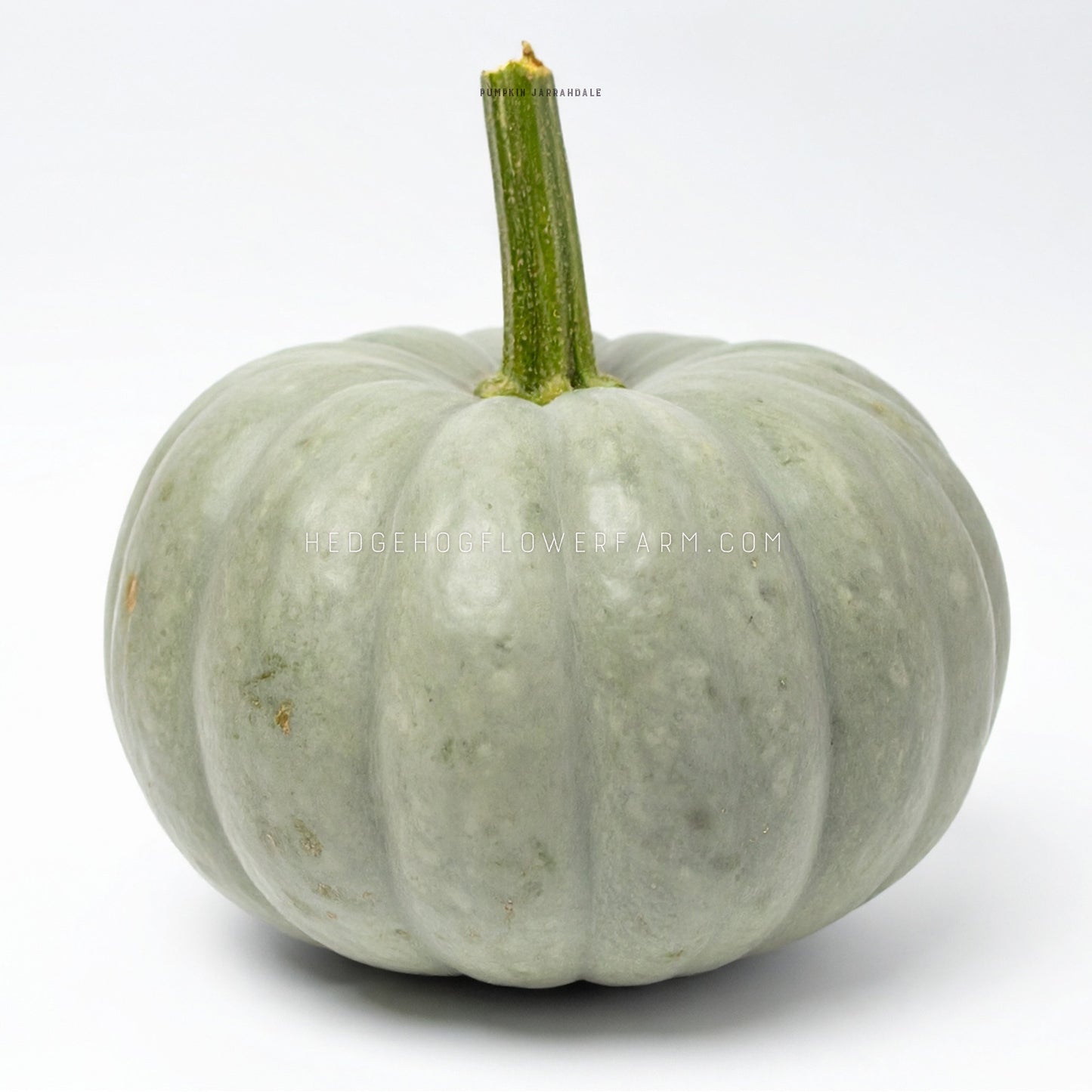 Photo of a Jarrahdale Pumpkin showing a blue-grey pumpkin with a green stalk against a white background.
