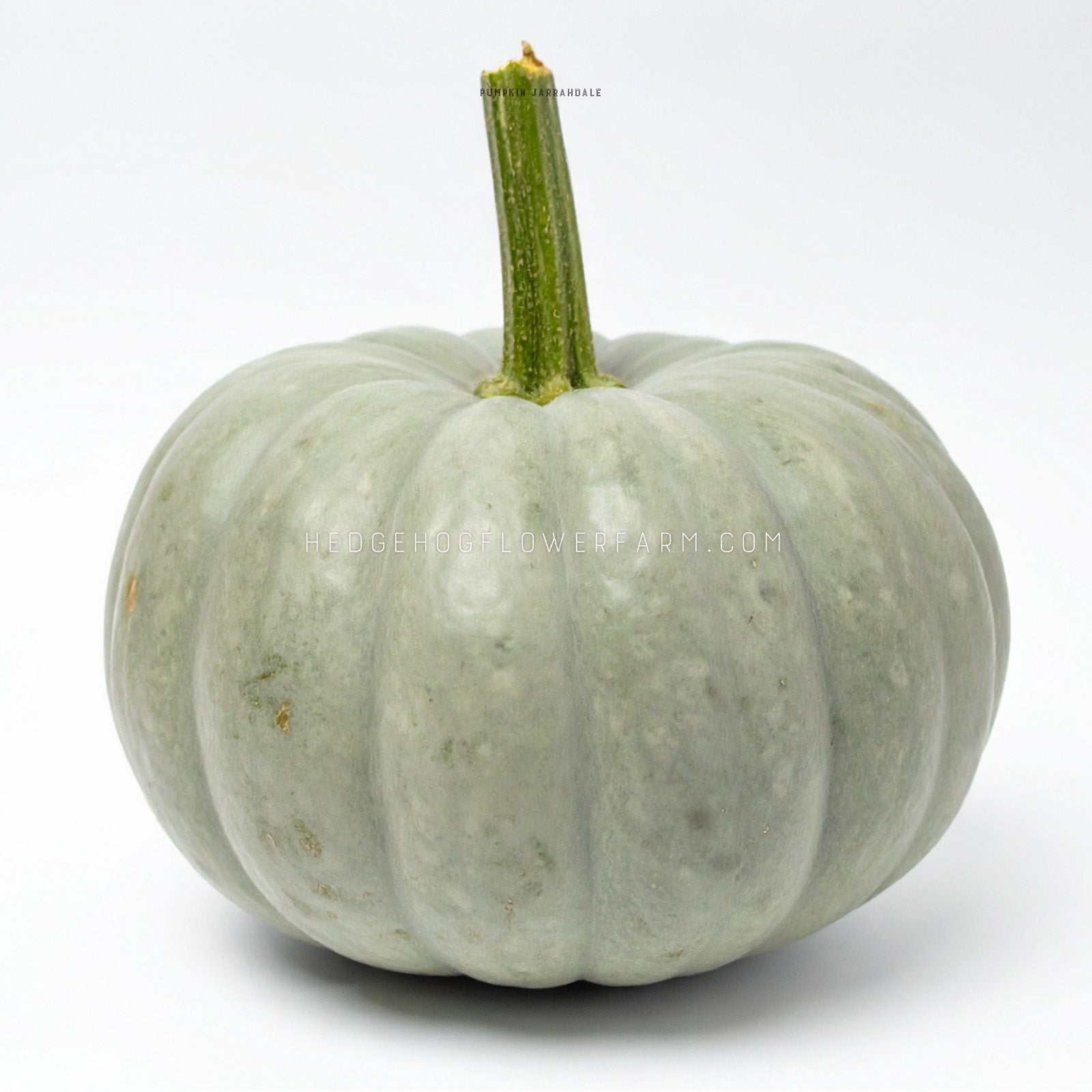 Photo of a Jarrahdale Pumpkin showing a blue-grey pumpkin with a green stalk against a white background.