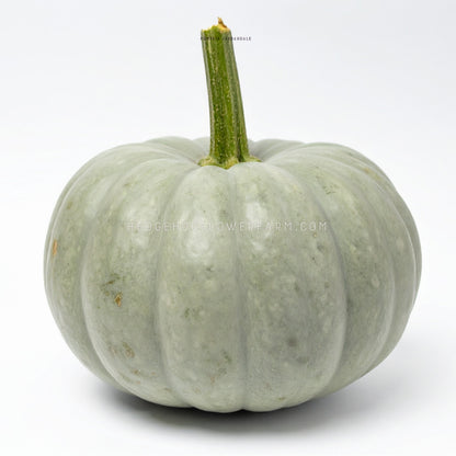 Photo of a Jarrahdale Pumpkin showing a blue-grey pumpkin with a green stalk against a white background.