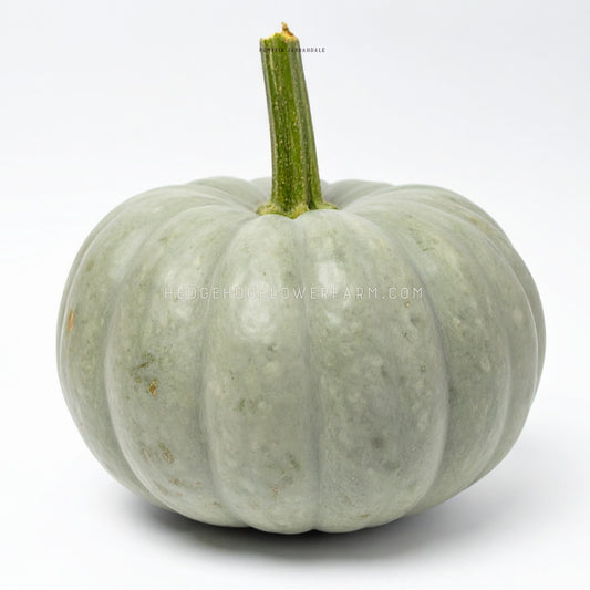 Photo of a Jarrahdale Pumpkin showing a blue-grey pumpkin with a green stalk against a white background.