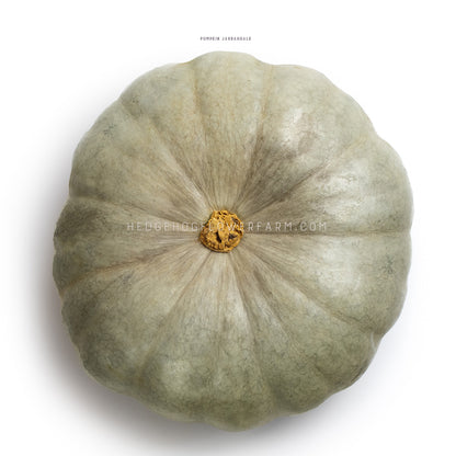 Top view photo of a Jarrahdale Pumpkin showing a grey pumpkin with a broken off brown stalk against a white background. 