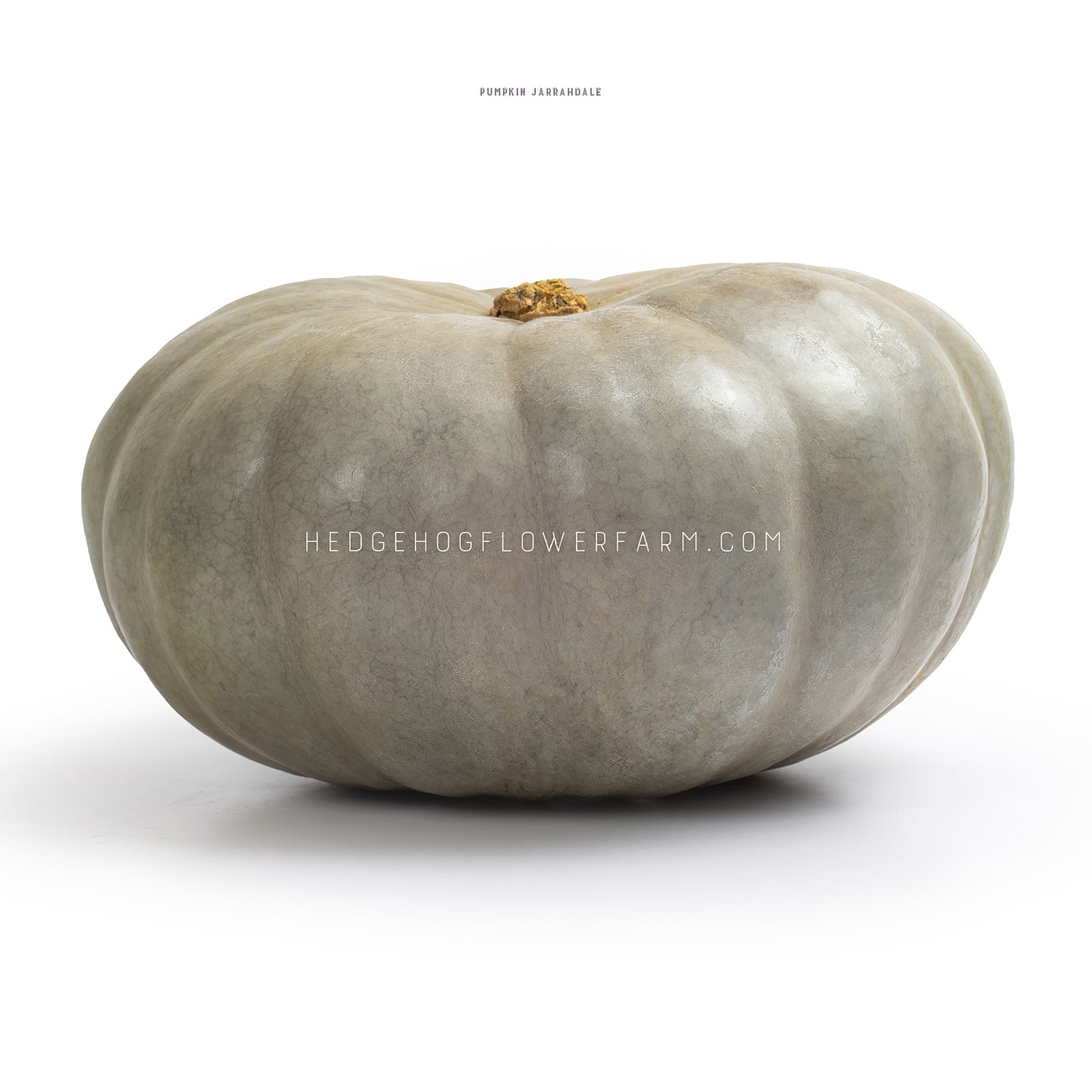 Side view photo of a Jarrahdale Pumpkin showing a grey pumpkin with a broken off brown stalk against a white background. 