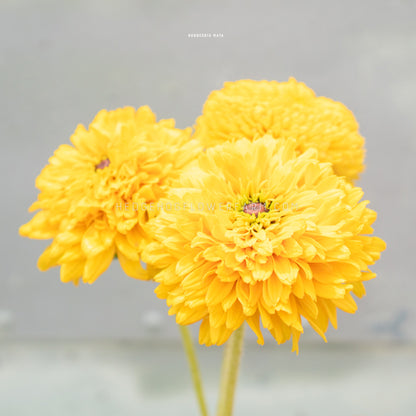 Photo of three rudbeckia maya blooms showing thick layered golden yellow petals creating big and fuzzy looking flowers on skinny yellow stems. A tiny pink center can be seen in two of the blooms. Background is grey. 