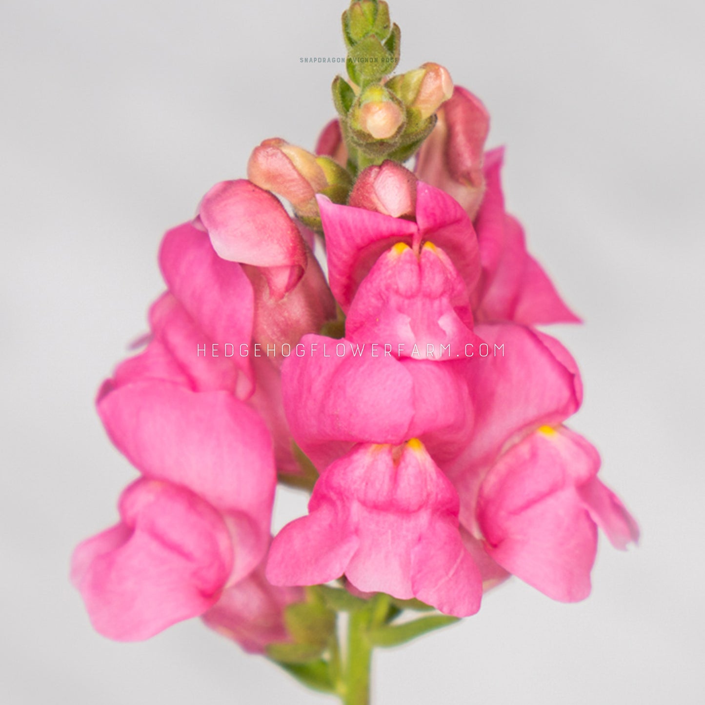 Close up photo of Avignon 2 Rose snapdragon showing bright pink blooms with yellow throats on a skinny green stem against a light grey background