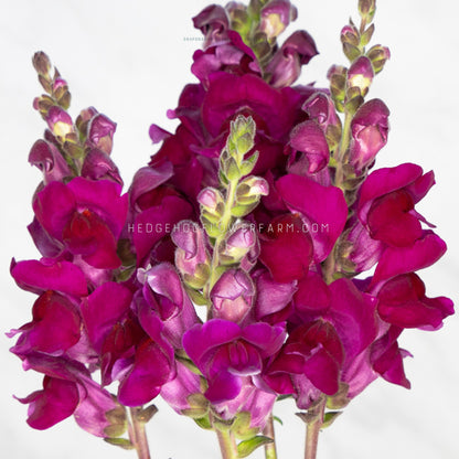 Photo of a bundle of Cannes 2-3 Velvet Red Snapdragons showing deep red blooms on skinny green stems against a white background 