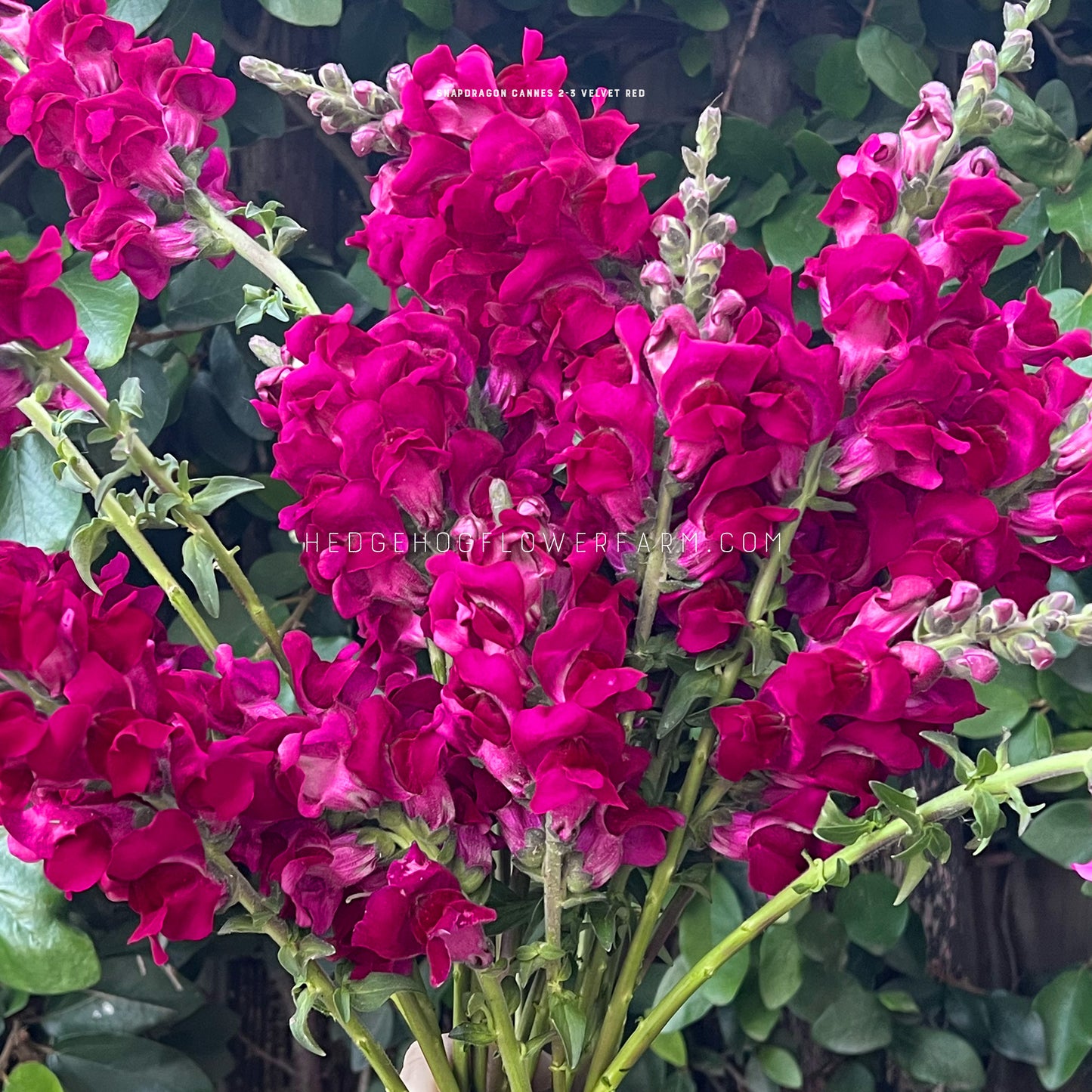 Photo of Cannes 2-3 Velvet Red Snapdragons showing deep pink blooms on skinny green stems against a leafy garden background 
