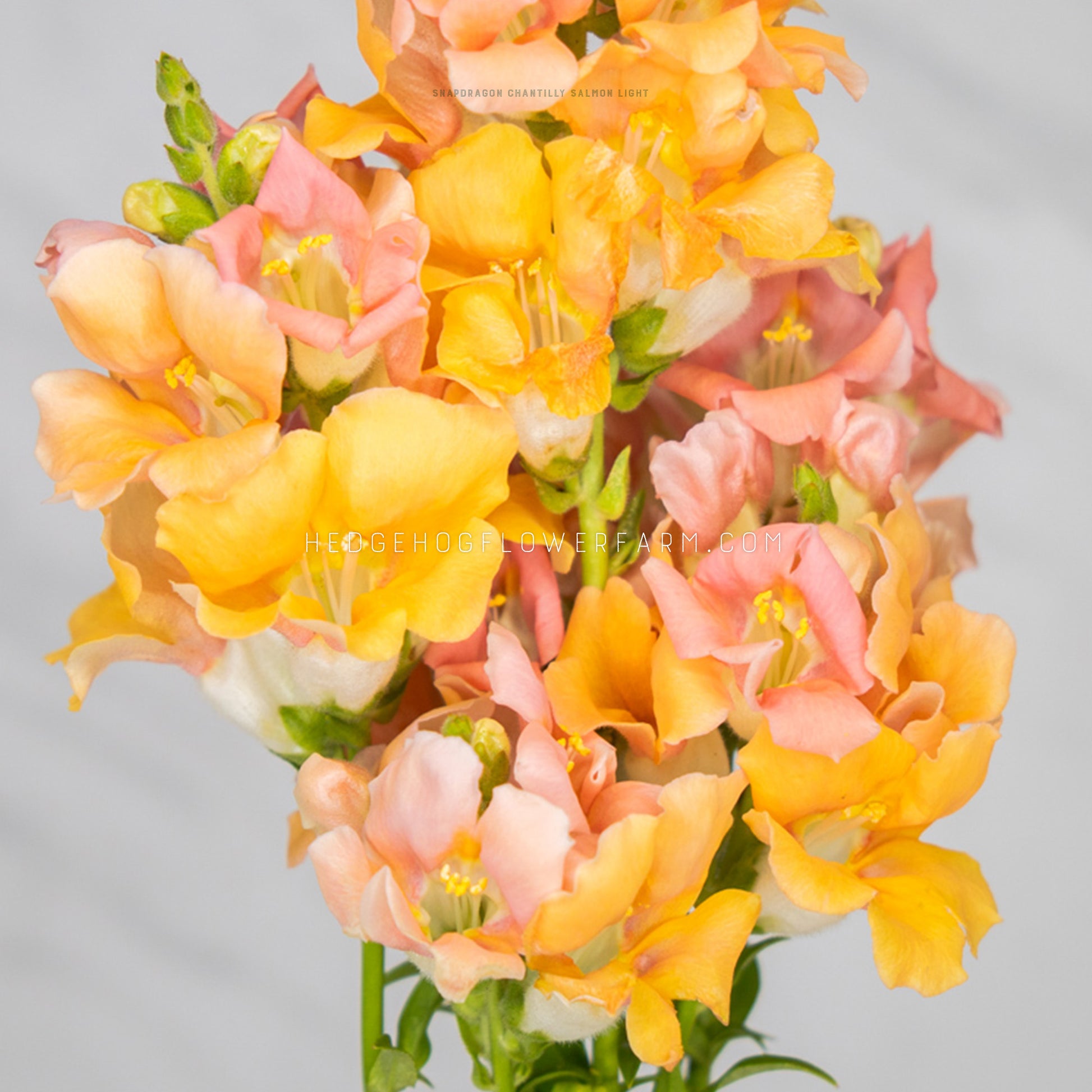 Close up photo of a bundle of Chantilly Salmon Light Snapdragons showing a mix of orange and pink blooms on skinny green stems against a white back ground