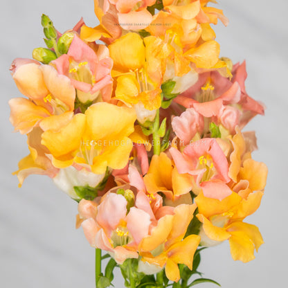 Close up photo of a bundle of Chantilly Salmon Light Snapdragons showing a mix of orange and pink blooms on skinny green stems against a white back ground