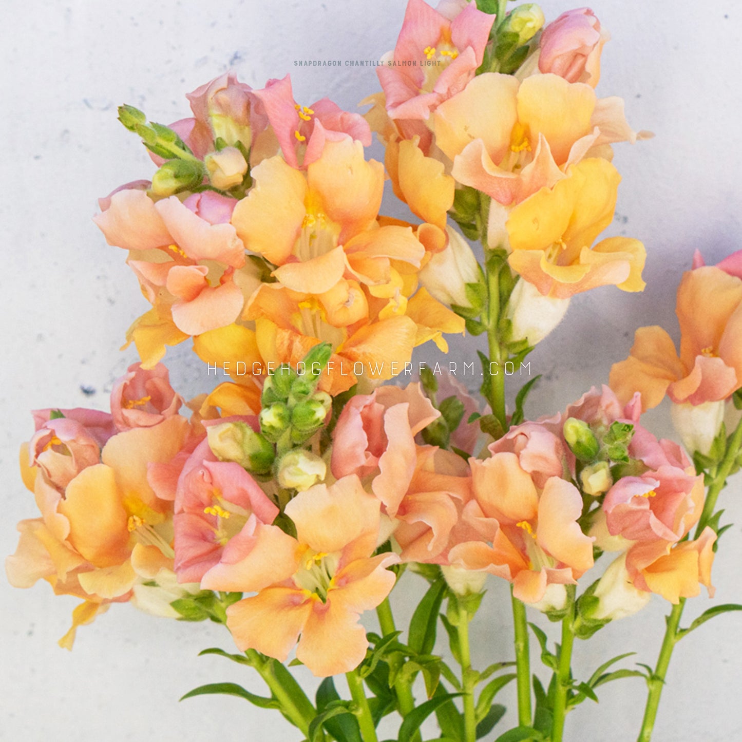 Close up photo of Chantilly Salmon Light Snapdragons showing a mix of orange and pink blooms on skinny green stems against a white back ground