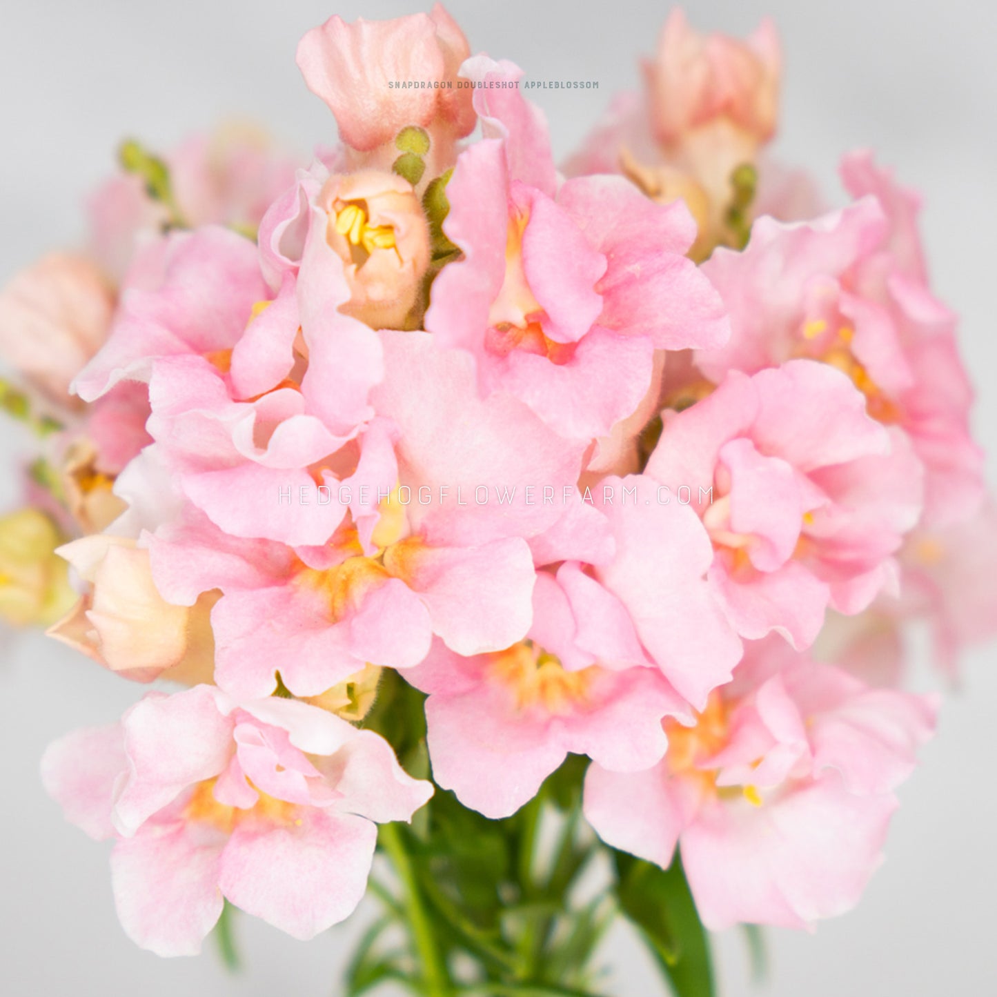 Close up photo of a bundle of Doubleshot Appleblossom snapdragons showing light pink blooms with yellow to orange centers on skinny green stems against a white background