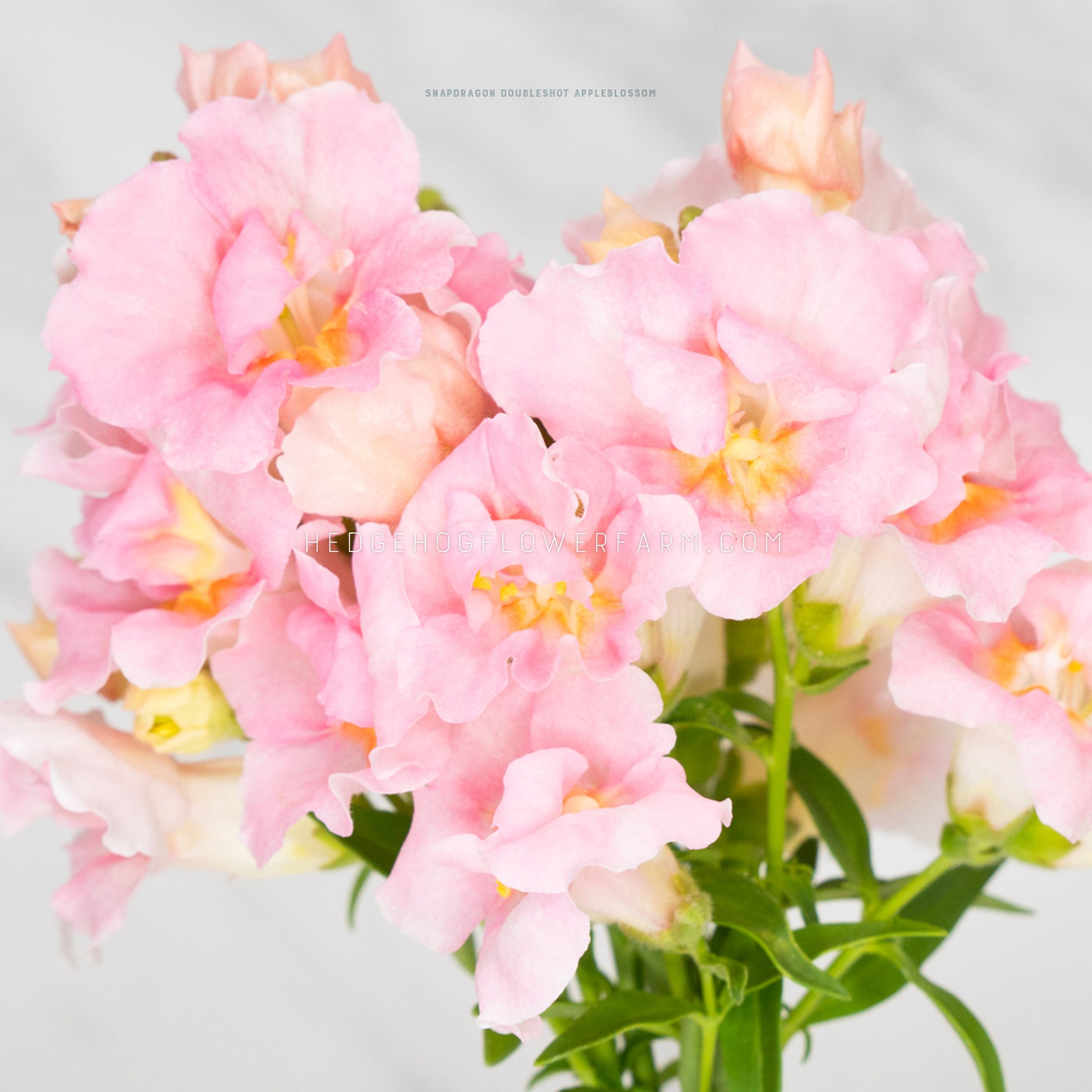 Close up photo of a bundle of Doubleshot Appleblossom snapdragons showing light pink blooms with yellow to orange centers on skinny green stems against a white background