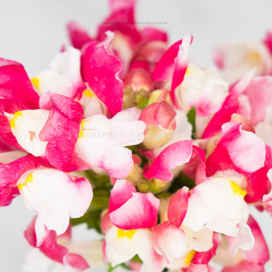 Close up photo of Floral Showers Coral Bicolor snapdragons showing bright pink and white blooms with yellow throats against a white background