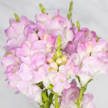 Close up photo of a bundle of Legend Light Pink Snapdragons showing ombre pink and white blooms on skinny green stems against a white background