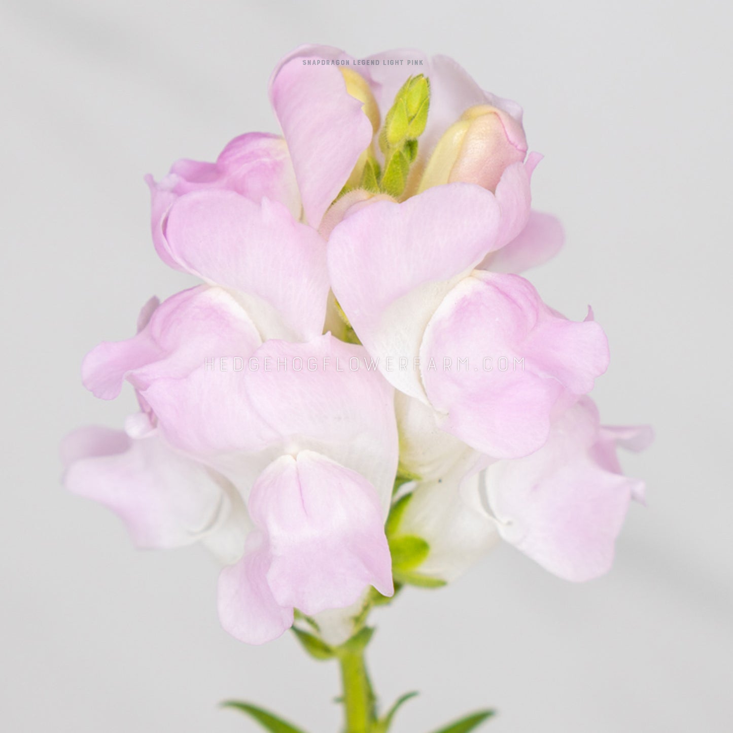 Close up photo of a single Legend Light Pink Snapdragon showing ombre pink and white blooms on a skinny green stem against a white background