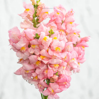 Photo of a bundle of Snapdragon Rocket Pink showing blooms with pink petals and yellow throats on skinny green stems against a white background.