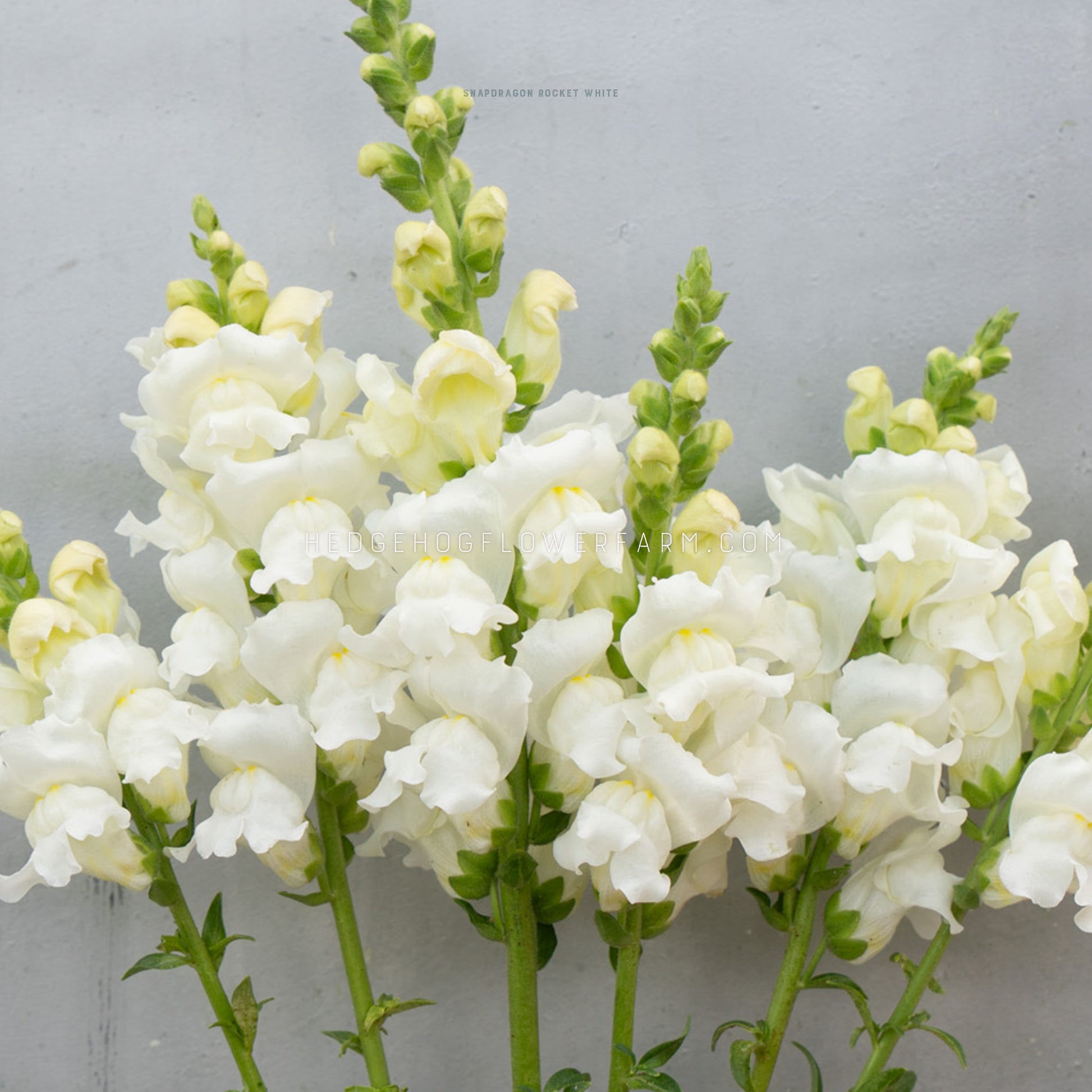 Photo of Rocket White snapdragons showing bright white blooms with yellow throats on skinny green stems against a grey background