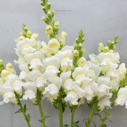 Photo of Rocket White snapdragons showing bright white blooms with yellow throats on skinny green stems against a grey background