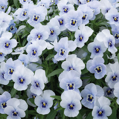 Photo of Viola Penny Marina blooming showing white and blue flowers with yellow centers and green leaves under them. Outer edges of the flower are more white and light blue while the center holds a deep blue with a white ridge.  