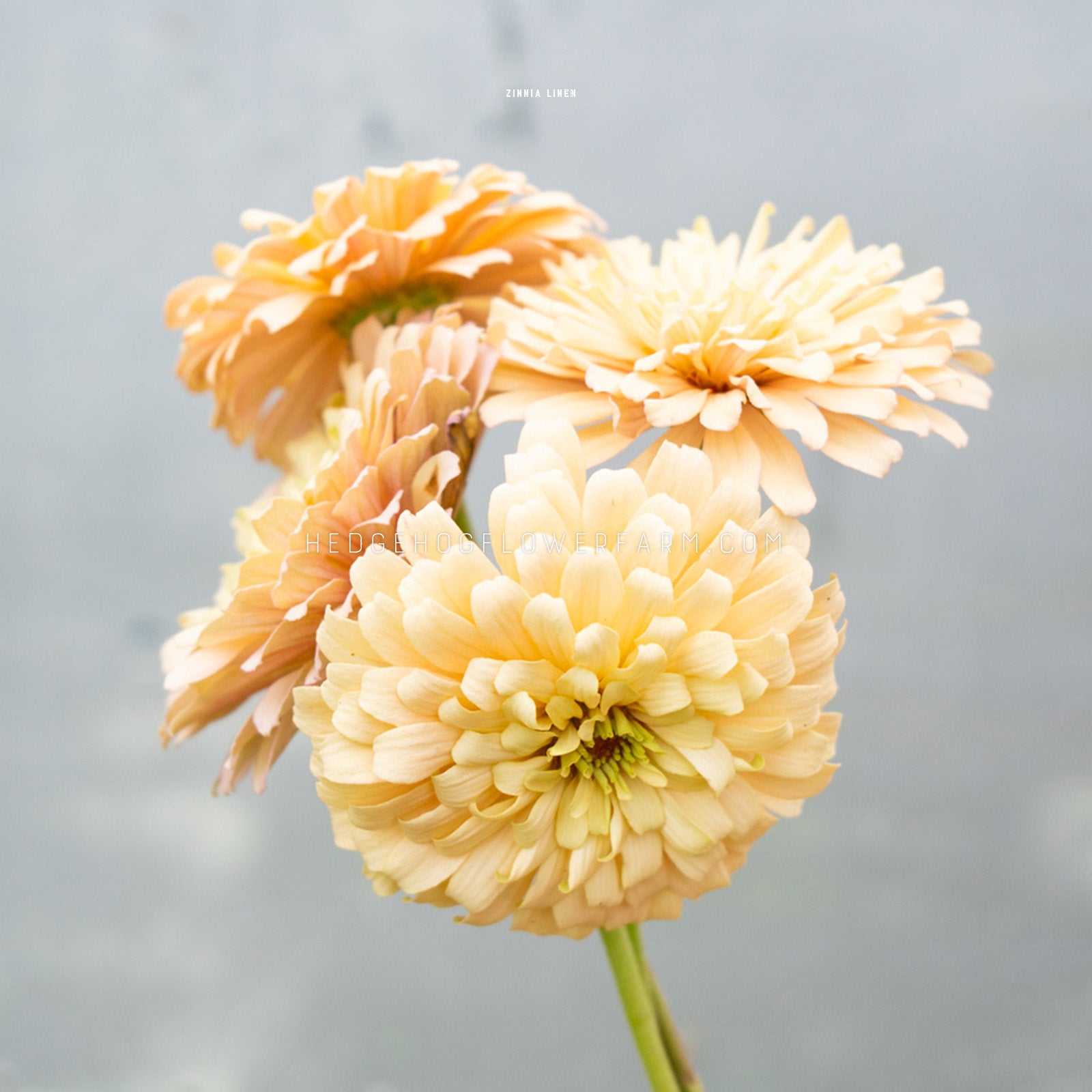 Photo of four Zinnia Linen blooms showing multiple layers of oatmeal colored petals on a skinny green stem up against a grey background. 