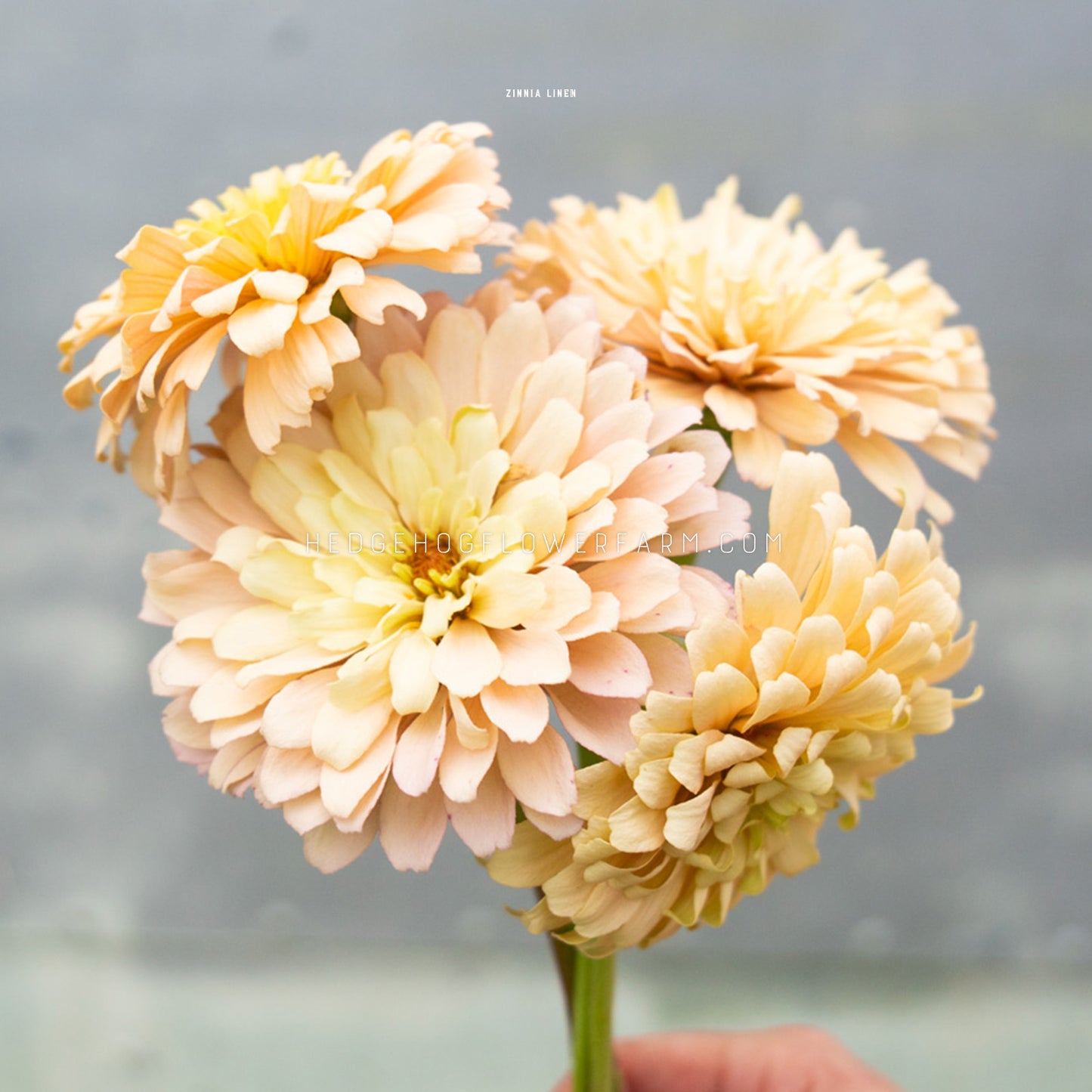 Photo of four Zinnia Linen blooms showing multiple layers of oatmeal colored petals on a skinny green stem being held up against a grey background. 