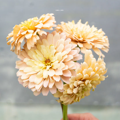 Photo of four Zinnia Linen blooms showing multiple layers of oatmeal colored petals on a skinny green stem being held up against a grey background. 