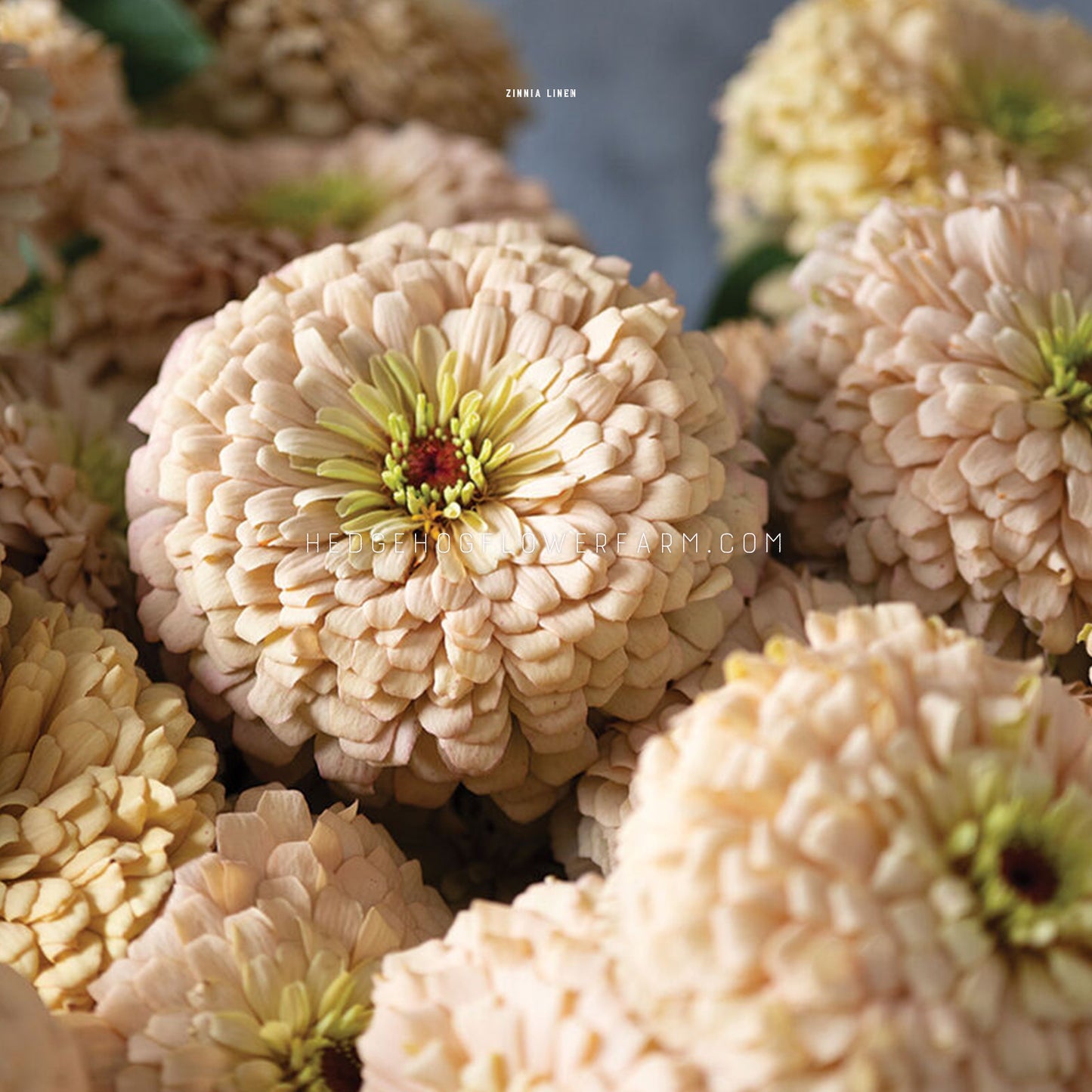 Photo of multiple Zinnia Linen blooms with one in focus and the others blurred and stacked around showing layers of oatmeal colored petals with pink and yellow centers. 