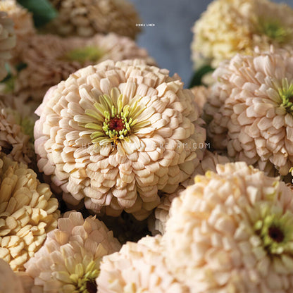 Photo of multiple Zinnia Linen blooms with one in focus and the others blurred and stacked around showing layers of oatmeal colored petals with pink and yellow centers. 