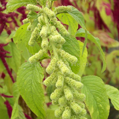 Close up photo of green tails amaranthus in bloom showing a long green stem with fuzzy flowers stacked along it. 
