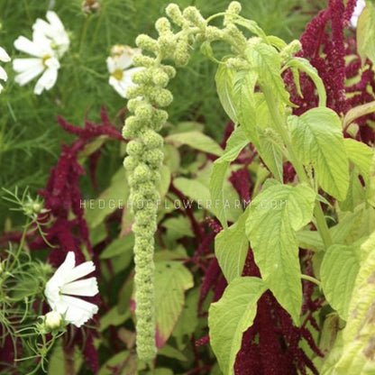 Photo of green tails amaranthus blooming showing a drooping stem with green globules of flowers creating what looks like a fuzzy tail in a garden with other flowers. 