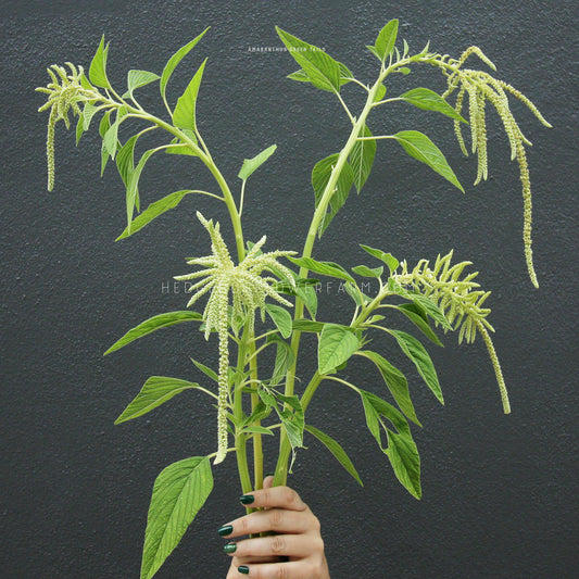 Photo of Amaranthus Green Tails in bloom showing four stems with green leaves topped with cascading tassel-like blooms in light green held up by hands against a black wall. 