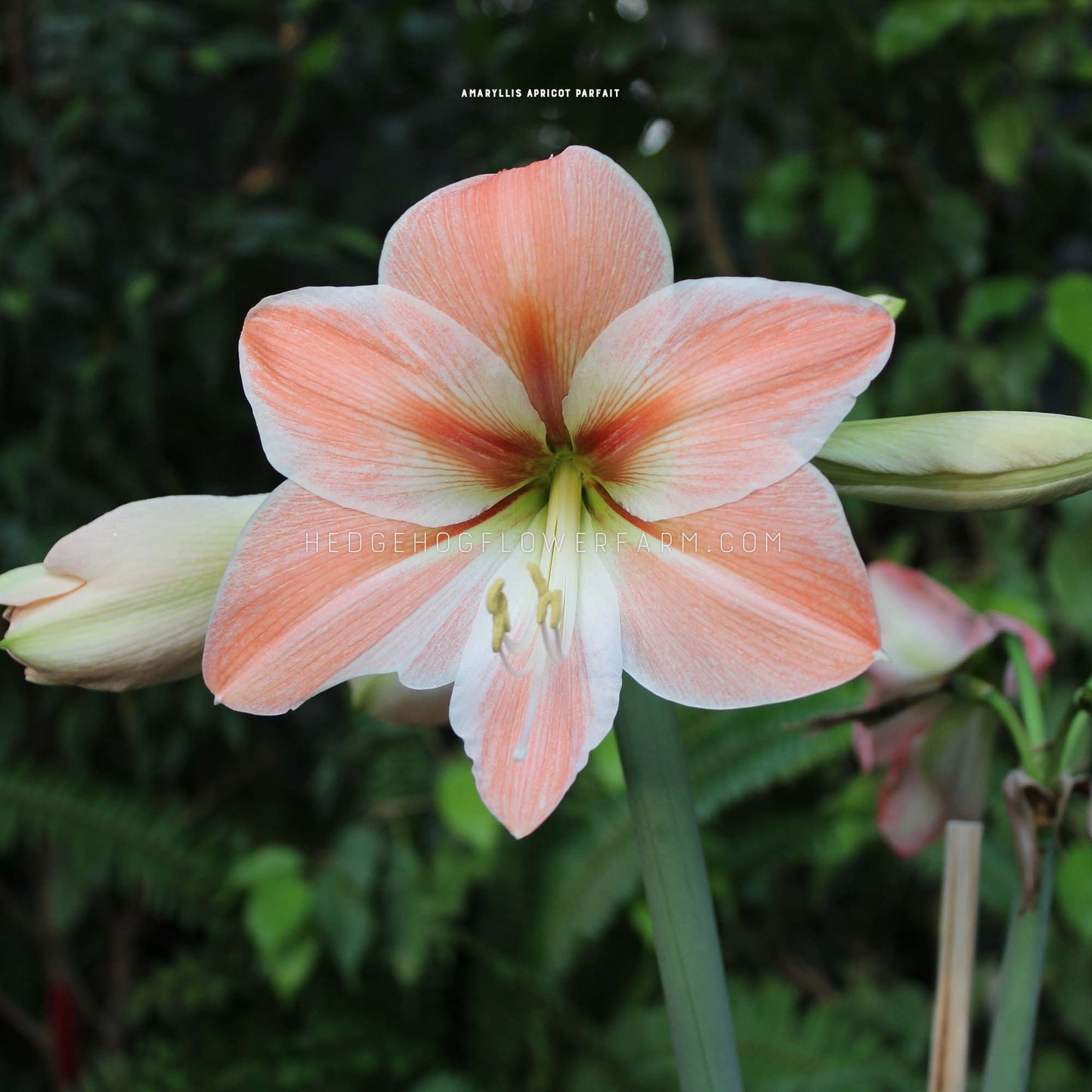 Apricot Parfait Amaryllis for sale by Hedgehog Flower Farm