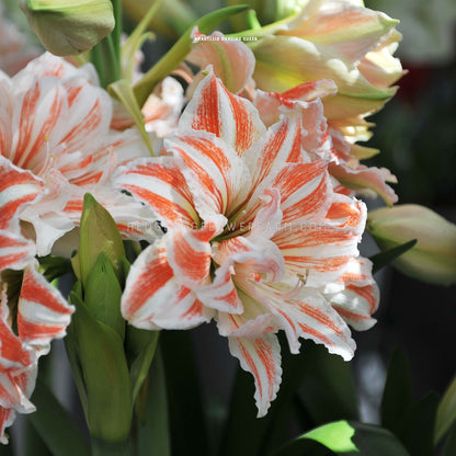 Dancing Queen Amaryllis for sale by Hedgehog Flower Farm