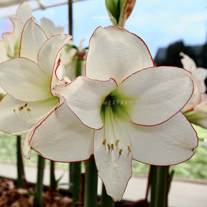 Amaryllis Picotee Petticoat for sale by Hedgehog Flower Farm