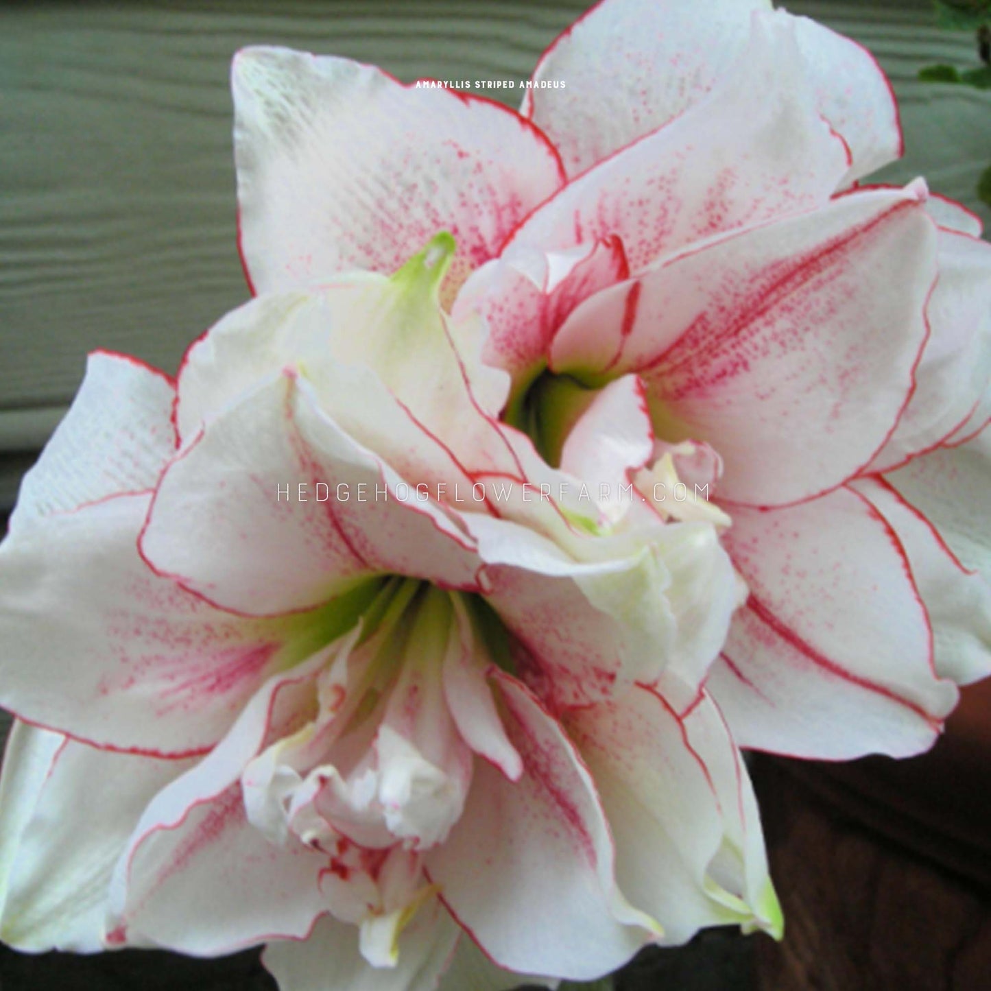 Striped Amadeus Amaryllis for sale by Hedgehog Flower Farm