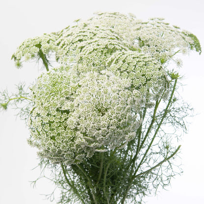 A bouquet of white Ammi Casablanca or Queen Anne's Lace flowers in bloom showing off white umbel clusters a top green stems and leaves against a white background.