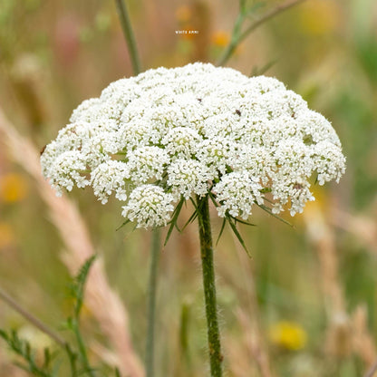 A close-up photo of Ammi Casablanca in bloom showing a delicate, lacy, white umbel cluster of tiny flowers. The flower is in focus, while the background is a garden blurred and out of focus.