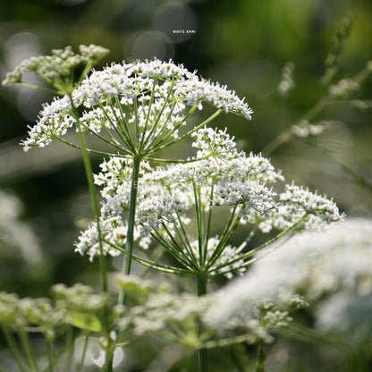 A close-up photo of Ammi Casablanca flowers in bloom showing umbel clusters of tiny white flowers a top green stems. Some Ammi can be seen blurred in the foreground and background while the main two flowers in focus are clear and bright with the sunshine hitting them. 