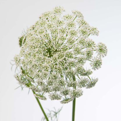 A close-up photo of Ammi casablanca showing off a white flower on a green stem. The flower is a cluster of small white blooms, resembling a Queen Anne's Lace flower on a white background. 
