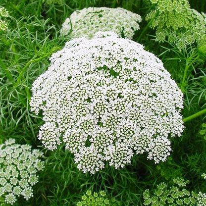 A close-up photo of Ammi casablanca in bloom showing a white flower cluster with many small white flowers. The flower cluster is surrounded by green foliage and other ammi in the background. 