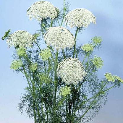 A bouquet of Ammi casablanca in bloom and before bloom showing off umbels of tiny white flowers with green stems and leaves against a light blue background.