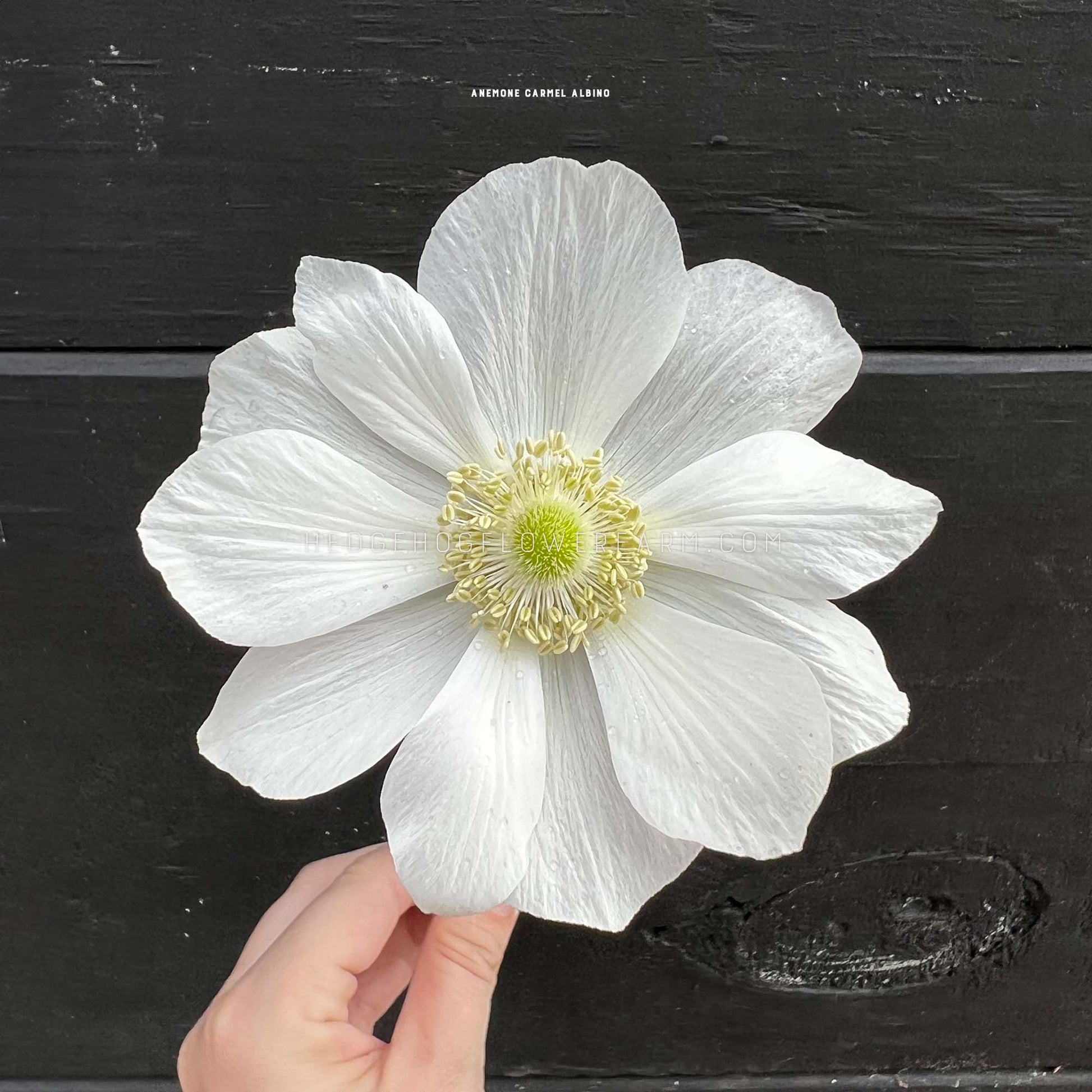 Carmel Albino Anemone for sale by Hedgehog Flower Farm