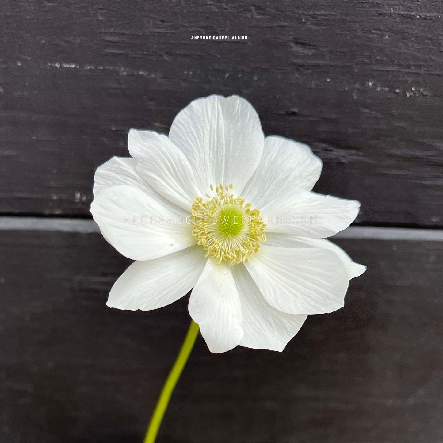 Carmel Albino Anemone for sale by Hedgehog Flower Farm